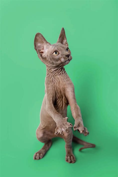 Callie Sphynx Kitten: Loving Blue Beauty