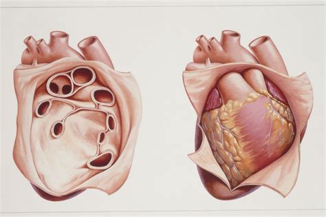 Pericardium—Anatomy and Function