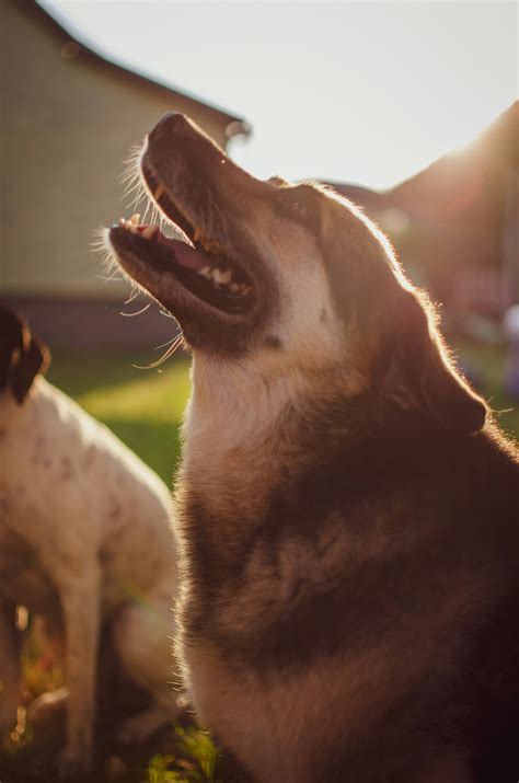 Dog Barking Wallpapers - Wallpaper Cave