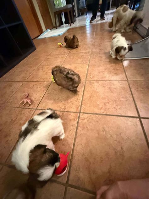 5 week old Shih Tzu puppies - Posters, Prints & Paintings - El Paso