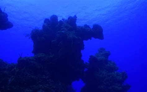 Palancar Reef - Epic Dives of Cozumel - Salty Endeavors