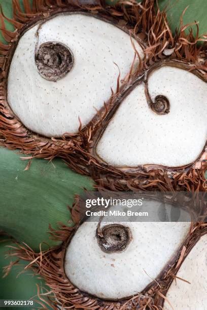 fruit loop bird stock  high res pictures  images getty