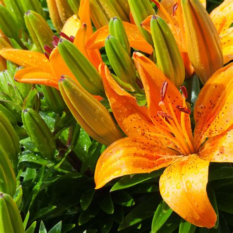 Tiger Lily Wallpaper - WallpaperSafari