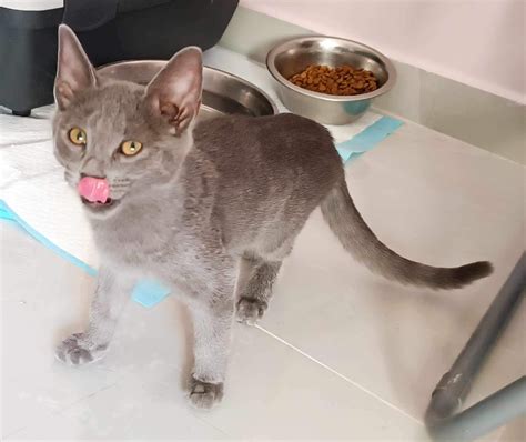 heterochromia in cats 4