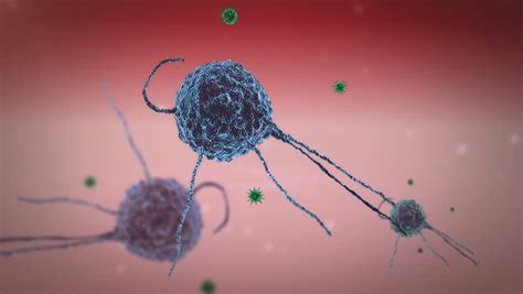 Phagocyte, Virus, Fagocytosis, Phagocyte Kills Viruses, Inside The ...