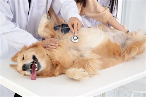 how to cure paraphimosis in dogs