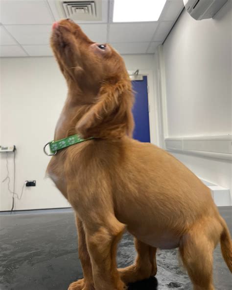 Bus Directions to RSPCA Woodside Animal Centre in Leicester 2