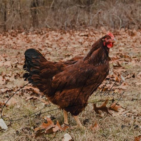 Red Sex Link Chickens for Sale Online - Baby Chicks | Cackle Hatchery®