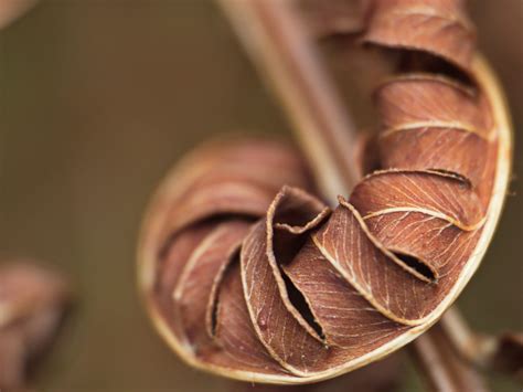 dried leaf nature royalty  photo