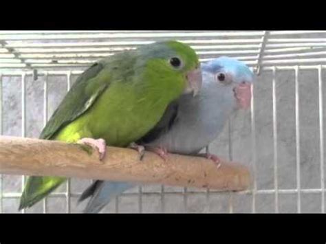 Breeding Pair of Pacific Parrotlets - Parrotletbirds.com - YouTube