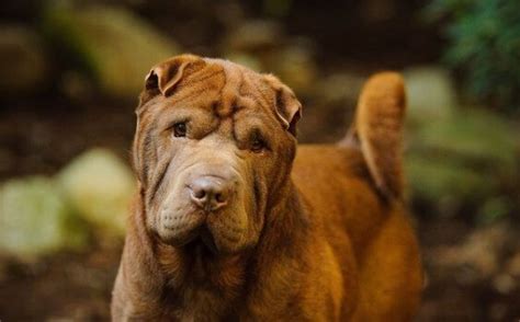 chinese dog names  dogman