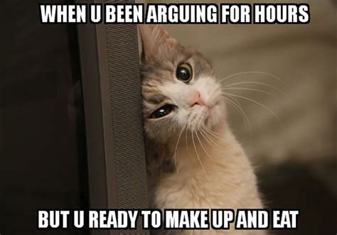 purrfect cat memes   caturday cute animals  funny