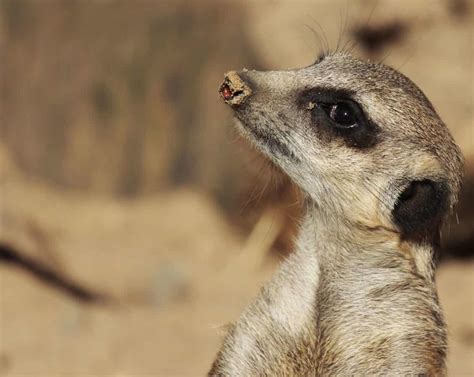 Free picture: mongoose, cute, nature, wild, desert, wildlife, fur