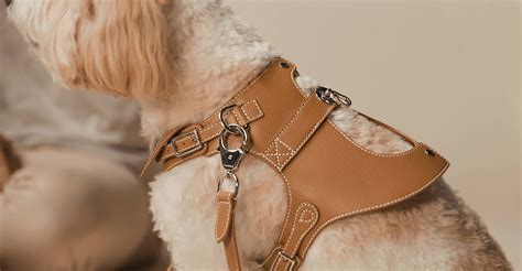 How to put on a Dog Harness | PAGERIE