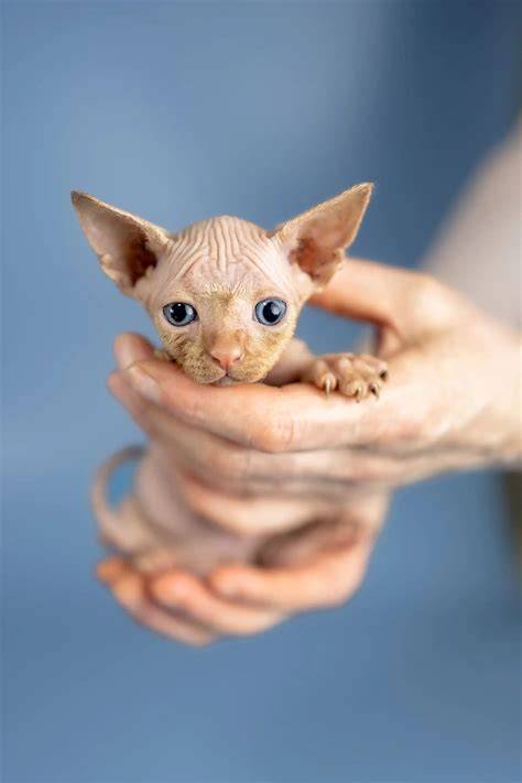 Adopt your Loving Sphynx Kitten Boris Today – Purebred Kitties