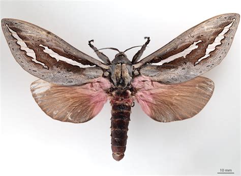 Unveiling the enigmatic world of moths: from ancient pollinators to ...
