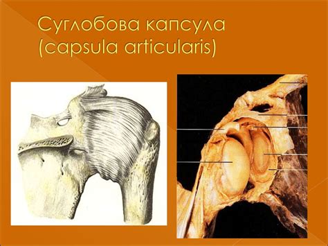 Види з'єднання кісток. (Лекция 2) - презентация онлайн