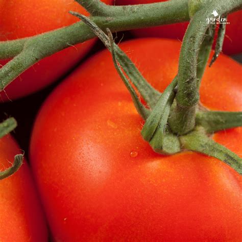 Best Tomatoes To Grow In Pots - Garden for Beginners