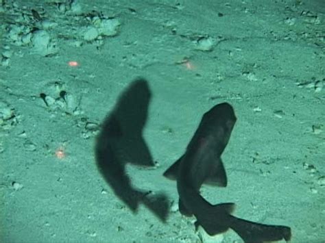 tiburones en galicia apristurus en galicia