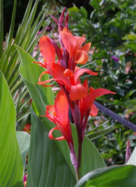 Canna Indica / Edulis India Shot Lily Canna Lily 10 Seeds - Etsy UK