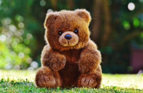 images cute fur decoration mammal predator decor brown