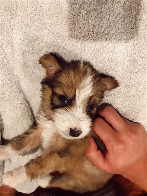 @Kumo_thebearpup