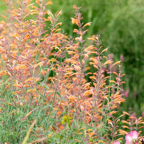 Agastache 'Apache Sunset' seeds - Agastache rupestris