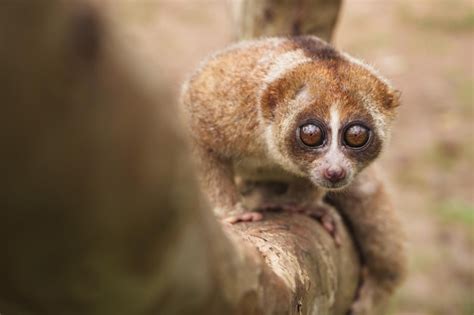 Premium Photo | Slow loris with beautiful eyes