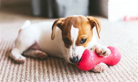 Why Do Puppies Whine When They Eat