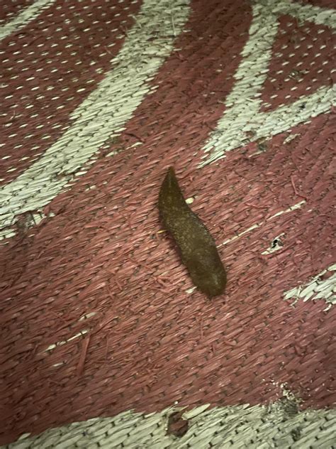 Giant slug my siblings and I found. Found in northern CA : r/Slug