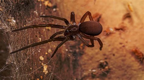 giant house spider location  scott steward blog