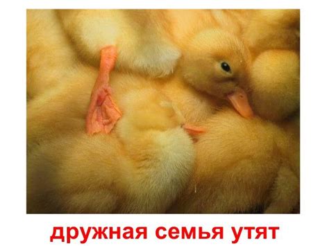 Прикольні картинки для презентації