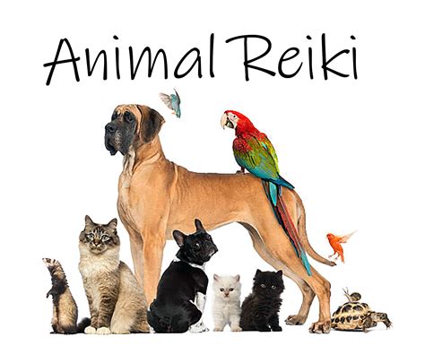 Animal Reiki ⋆