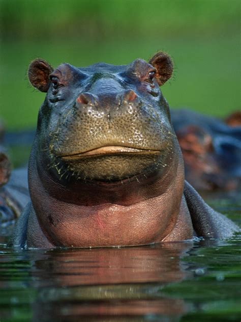 Hippopotamus Habitat