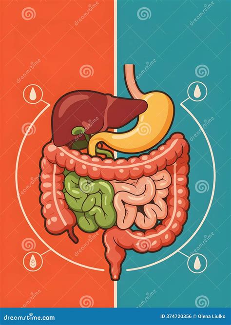 Stomach With Small Intestine Posterior View Stock Photo | CartoonDealer