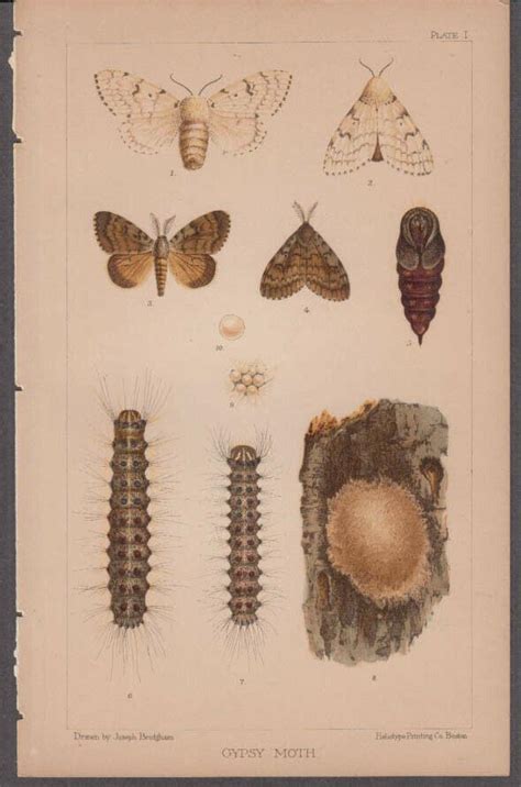 Gypsy Moth life cycle chromolithograph by Joseph Bridgham ca 1890s ...