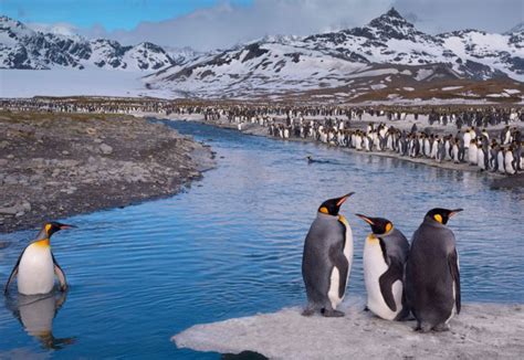Пингвины: описание, виды, сколько живут, что едят