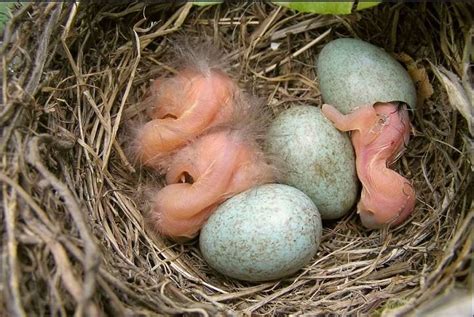 How Long Does It Take for Bird Eggs to Hatch: The Best Guide for You ...