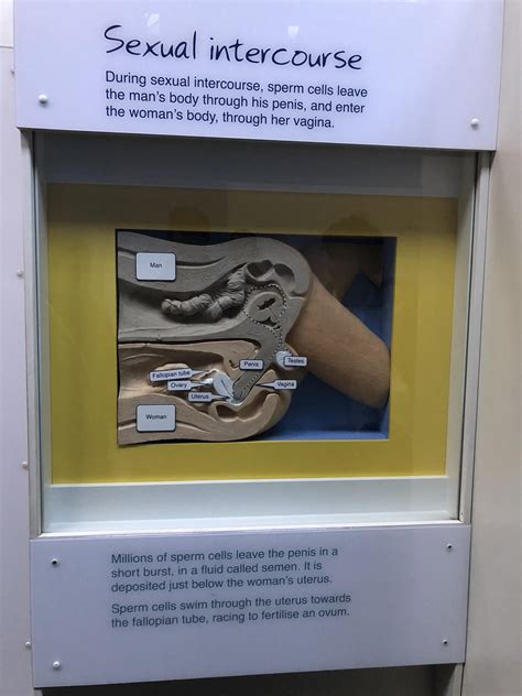 Sexual Intercourse [3024x4032] : r/ThingsCutInHalfPorn