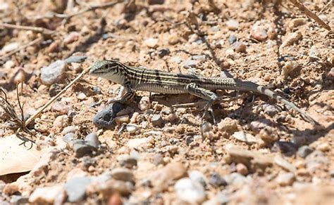 10 Animals That Exhibit Parthenogenesis - WorldAtlas