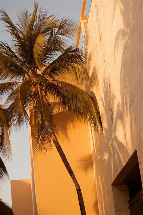Palm Fronds Photos, Download The BEST Free Palm Fronds Stock Photos ...