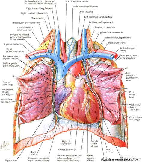 Netter Anatomy | HD Wallpapers Plus