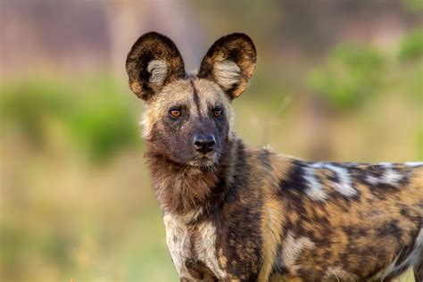 wild dog  incredible facts habitat diet