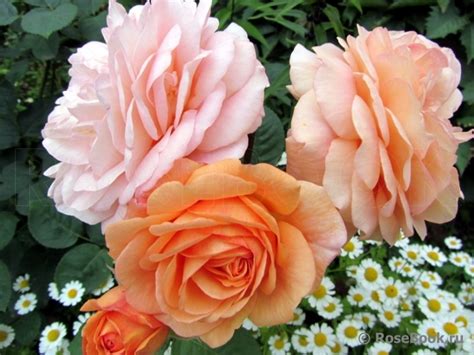 Роза Чарльз Остин Фото И Описание – Telegraph