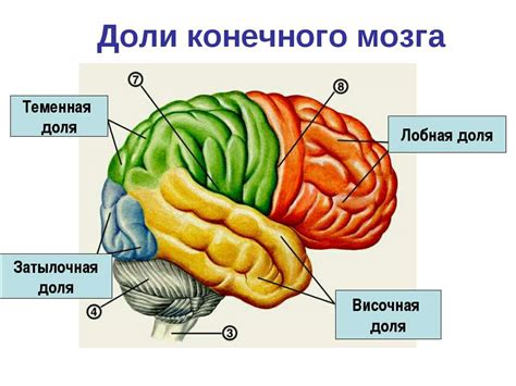 Презентация на тему "Конечный мозг. Структура и функции" - скачать ...