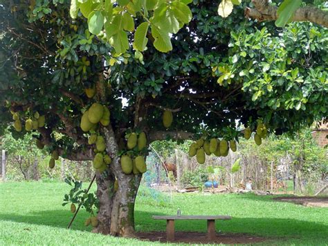 Verd Frut Jaqueira - Jaqueira. | Fotos do Cerrado...