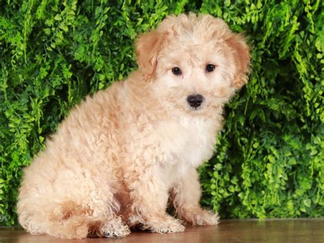 Gia - Cute Mini Goldendoodle - Puppies Online