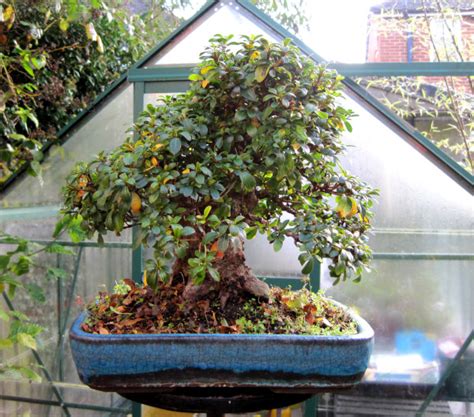 How To Prune Azalea Bonsai