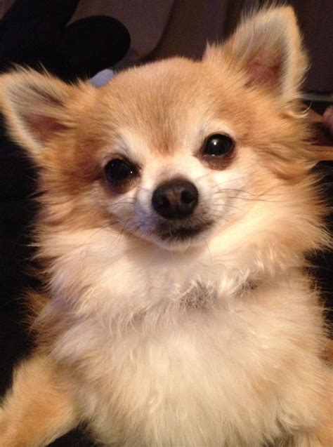 Intense Look of a Chihuahua Mix