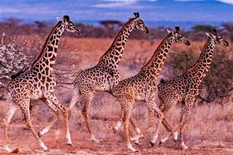 giraffes wildlife animals mount kilimanjaro landscapes nature fields meadows plants trees